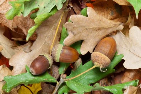 Acorns Stock Photos