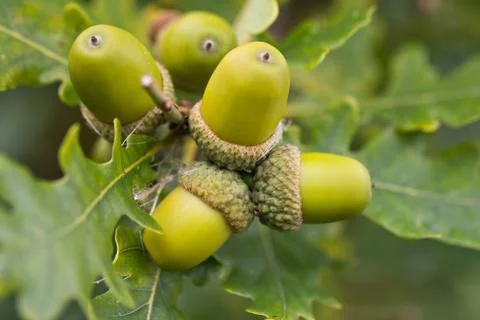 Acorns Stock Photos