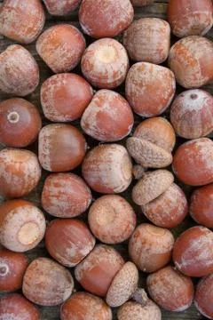Acorns Stock Photos
