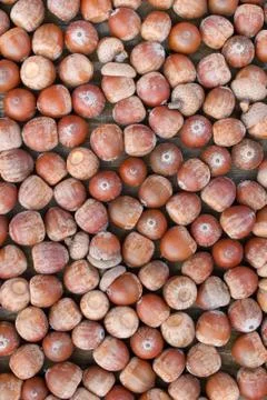 Acorns Stock Photos