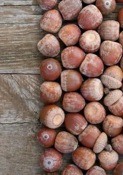 Acorns Stock Photos