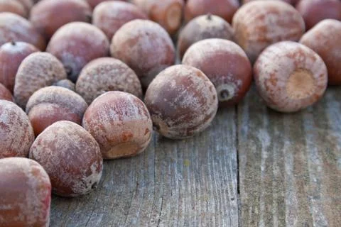 Acorns Stock Photos