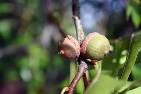 Acorns Stock Photos
