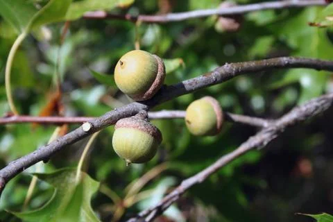 Acorns Stock Photos
