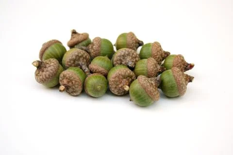 Acorns Stock Photos