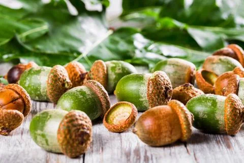 Acorns Stock Photos
