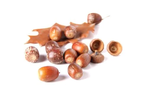 Acorns Stock Photos