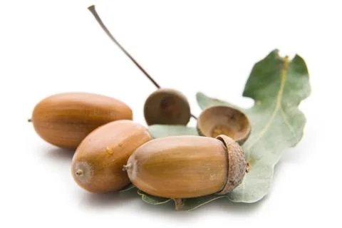 Acorns Stock Photos