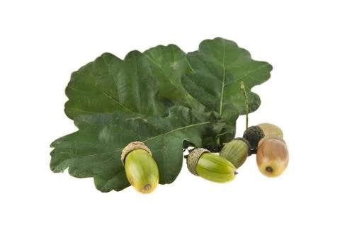 Acorns Stock Photos