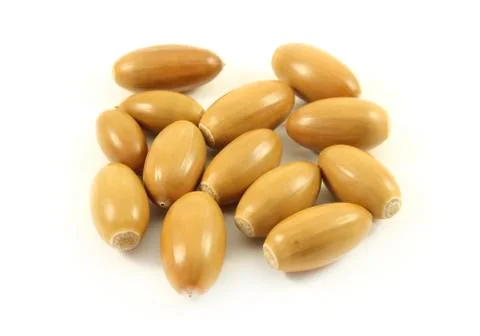 Acorns Stock Photos