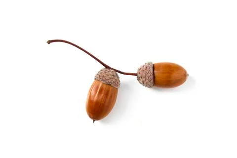 Acorns Stock Photos