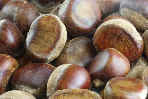 Acorns Stock Photos