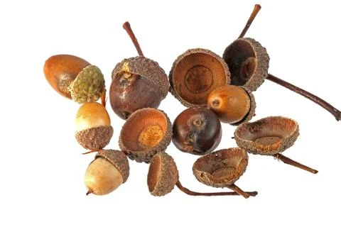 Acorns on a plain white background. Stock Photos