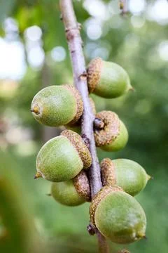Acorns of Quercus palustris also called pin oak swamp oak or Spanish oak, tree Stock Photos