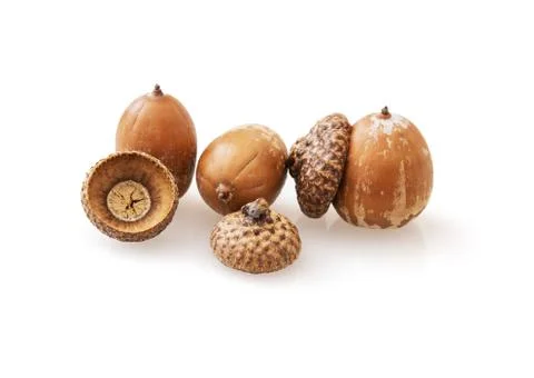 Acorns with reflection Stock Photos