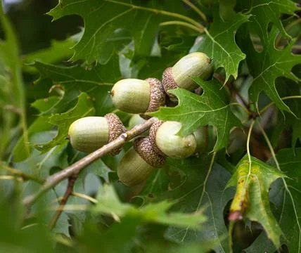 Acorns ripening in the fall Foto stock