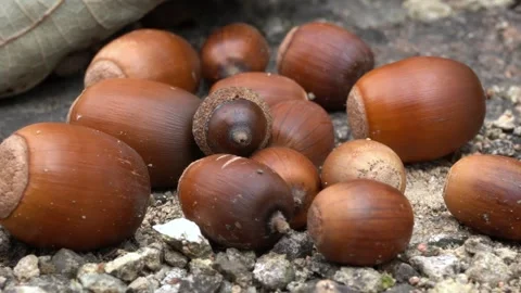 Acorns on a rock Vídeo Stock 333773302