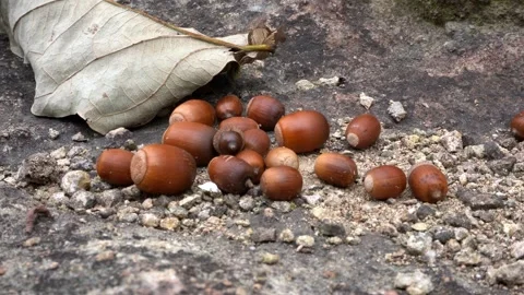 Acorns on a rock Stock Footage 333773304