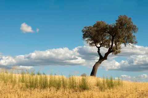 Acorns tree and blue cloudy sky Stock Photos