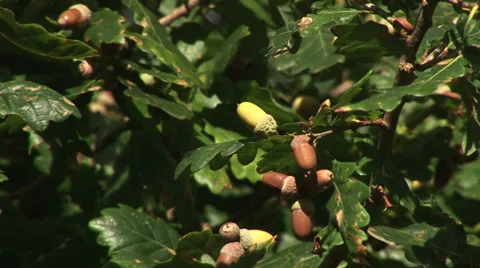 Acorns on a tree in England Stock Footage 32281736