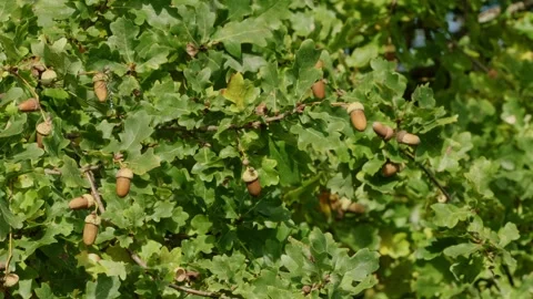 Acorns on the Tree  Stock Footage 315552444