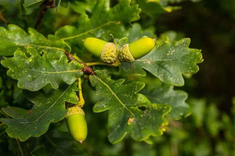 Acorns on tree Stock Photos