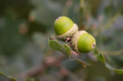 Acorns in tree Stock Photos