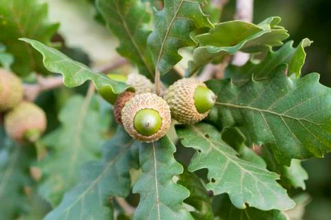 Acorns in the tree Stock Photos