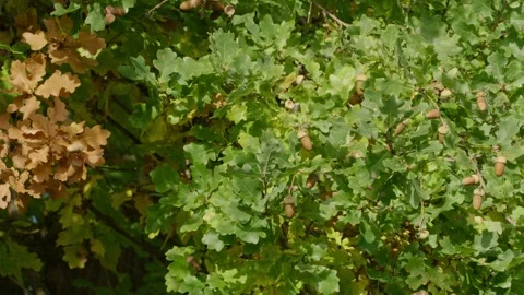 Acorns on the Tree (Slide Shot) Stock Footage 315552455