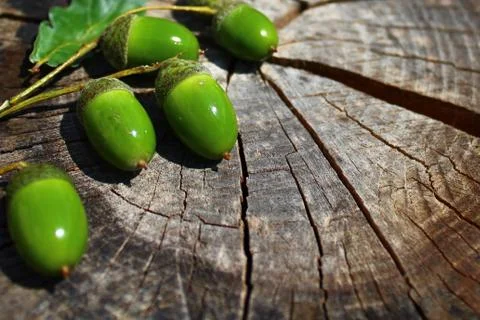 Acorns on a tree trunk in the summer Stock Photos