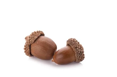 Acorns on a white background ,close up Stock Photos