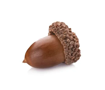 Acorns on a white background ,close up Stock Photos