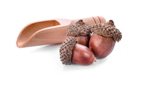 Acorns on a white background ,close up Stock Photos