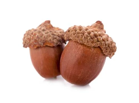 Acorns on a white background ,close up Stock-Fotos