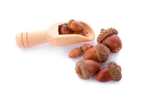Acorns on a white background ,close up Stock Photos