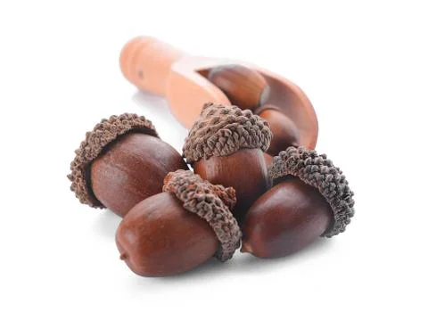 Acorns on a white background ,close up Stock Photos