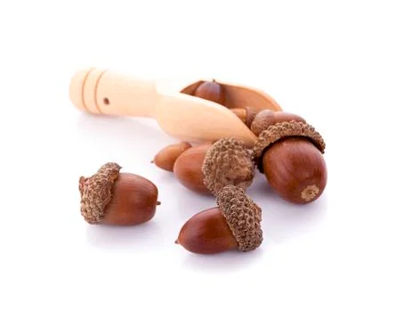Acorns on a white background ,close up Stock Photos