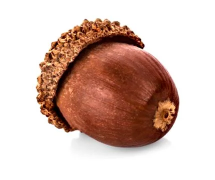 Acorns on a white background Stock Photos