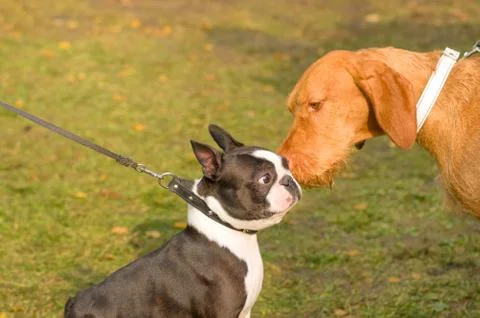 Acquaintance of two dogs Stock Photos