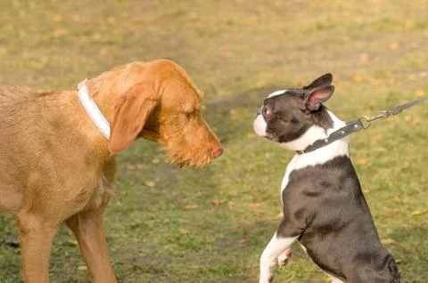 Acquaintance of two dogs Stock Photos