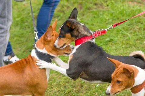 Acquaintance of two dogs Stock Photos