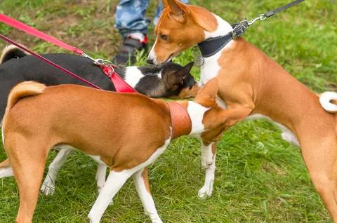 Acquaintance of two dogs Stock Photos