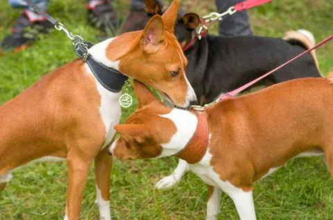 Acquaintance of two dogs Stock Photos