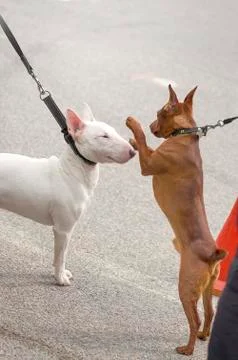 Acquaintance of two dogs Stock Photos