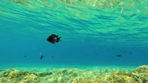 Acquarium Part1 Stock Footage 82380478