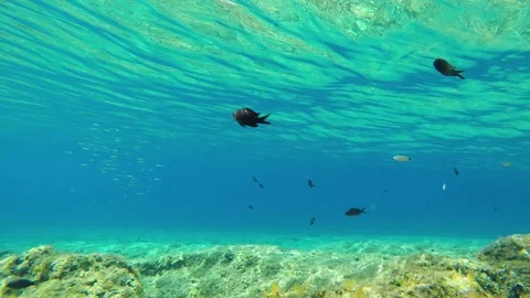 Acquarium Part2 Stock Footage 82380482