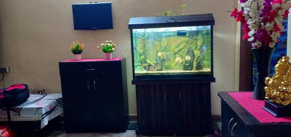 Acquarium Foto stock