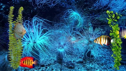 Acquarius Stock Footage 153988743