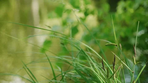 Acquatic flora moved by the wind with blurry watery background Stock Footage 142354439