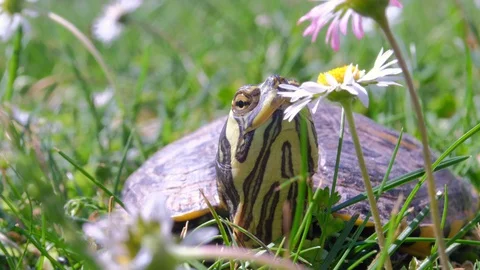 Acquatic turtles Stock Footage 129019257